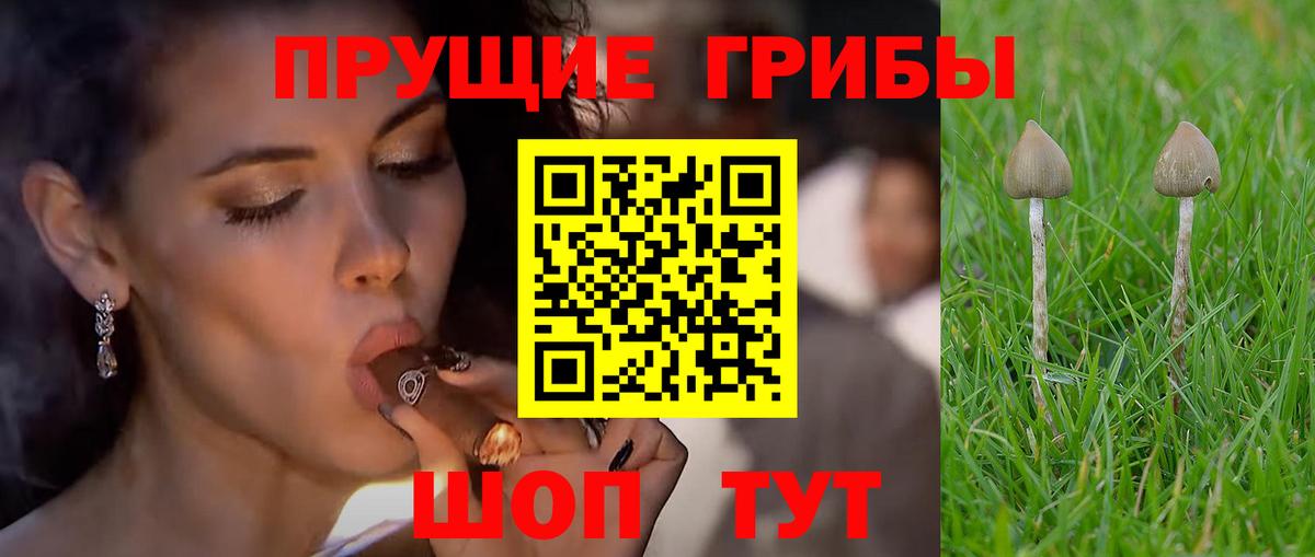 Псилоцибиновые грибы Psilocybine cubensis Псков